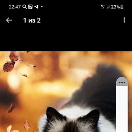 �����, �������, 54 ����