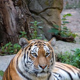 �����, ������, 44 ����