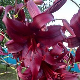 �����, �������, 61 ���