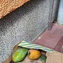 ���� Miko, ���������, 42 ���� - ��������� 28 ���� 2024 � ������ ���� ����������