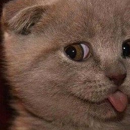 ������, ���������, 56 ���