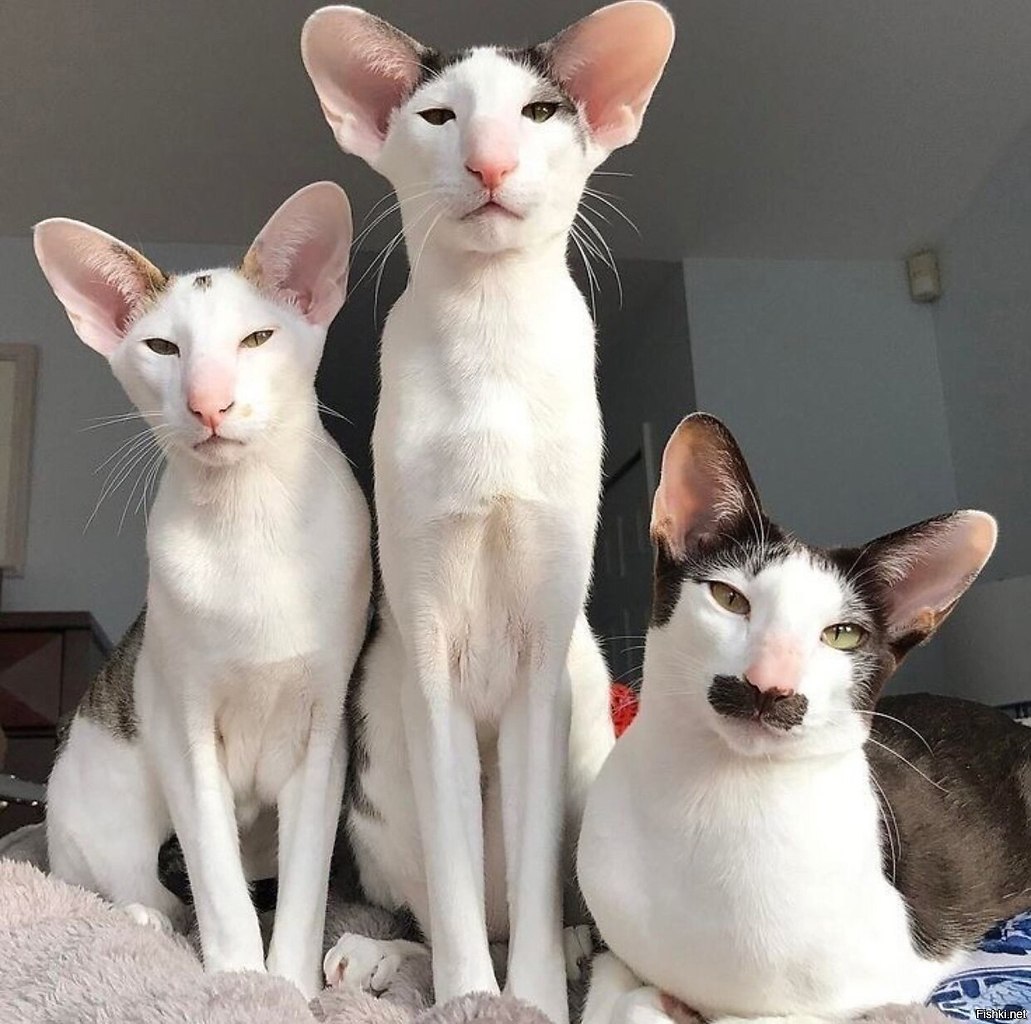 o-o  , oo  o   ,   .