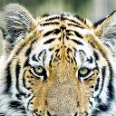 ���� ����, ����, 39 ��� - ��������� 25 ������ 2026 � ������ ������ ��������