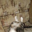  , -, 56  -  15  2025    