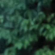 �������, 52 ����, ������