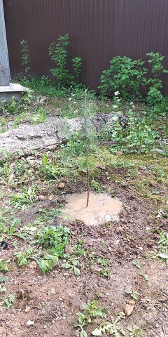 ���� ���������, ������, 78 ��� - ��������� 8 ������ 2024