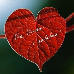 �����, ������, 38 ���