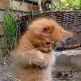 �����, ������