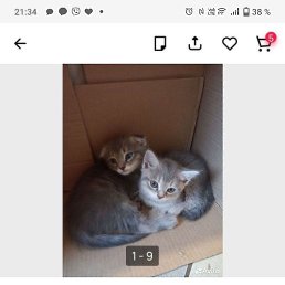 , , 65 
