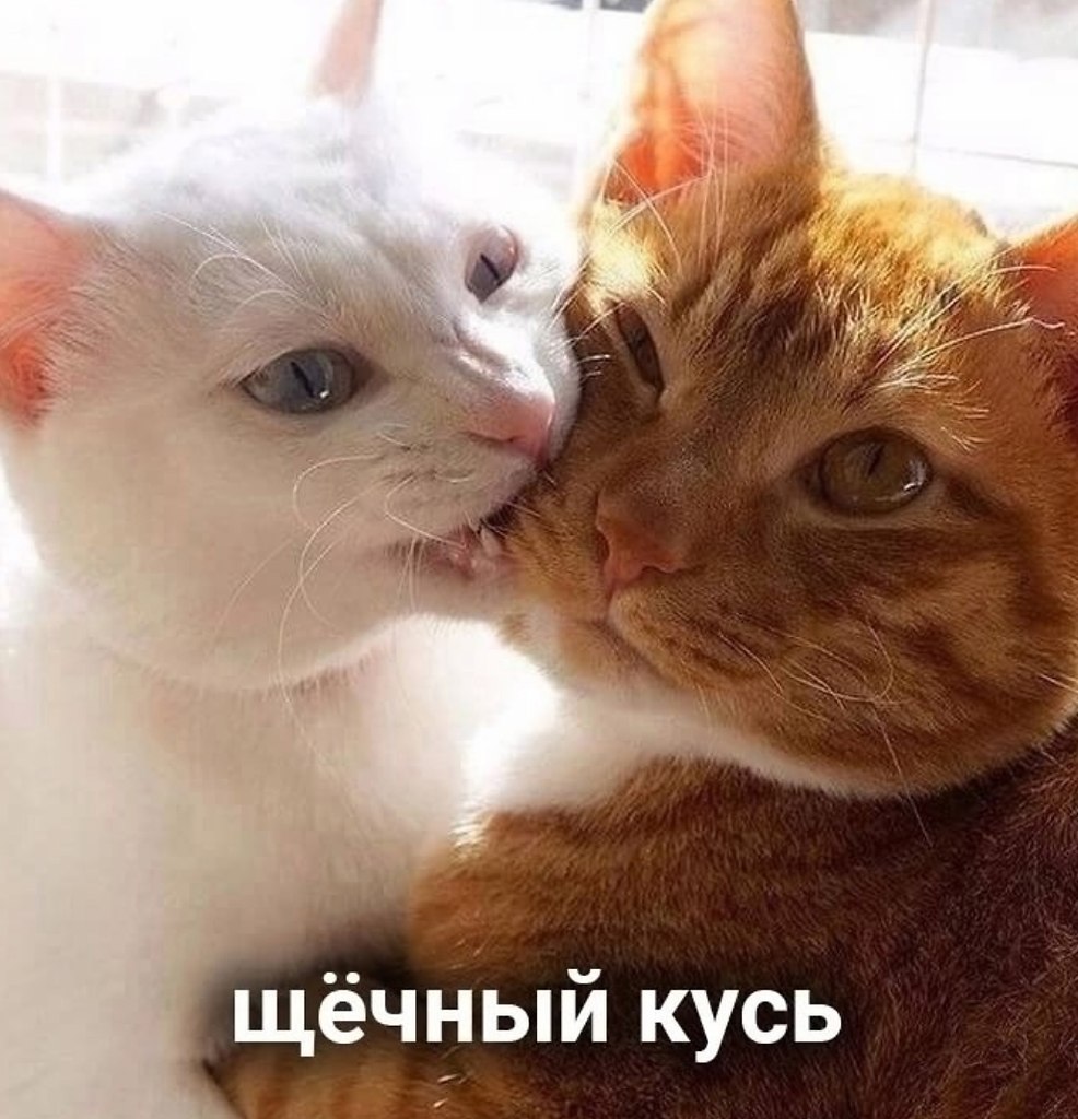 Все кусь прекрасны - 6