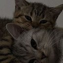 ���� ���������, ������������, 23 ���� - ��������� 11 ������� 2025 � ������ ���� ����������