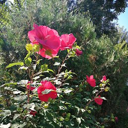 �������, �������������