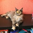 ���� ��������, ��������, 34 ���� - ��������� 12 ������ 2025 � ������ ������ ��������