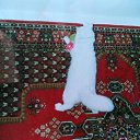 ���� Gerom, ������� - ��������� 4 ������� 2026 � ������ ���� ����������