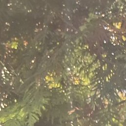 ������, �����������, 51 ���