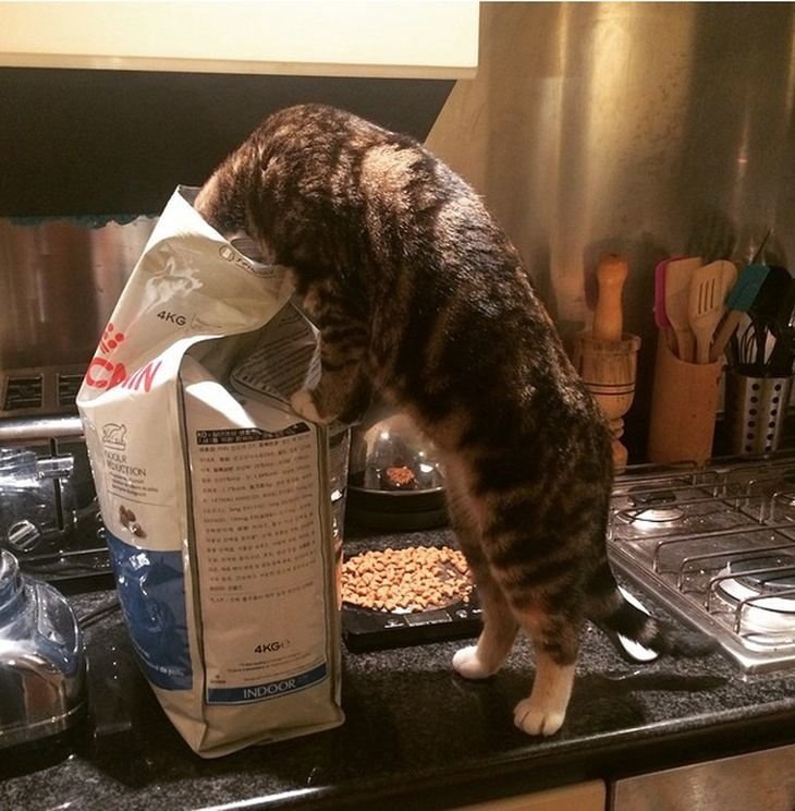 Кошка просит еду. Голодный кот. Голодный котенок. Кот просит еды. Голодные коты на кухне.