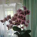 ���� �����, �������, 65 ��� - ��������� 2 ������ 2025 � ������ ���� ����������