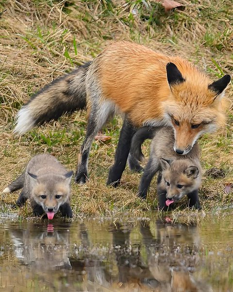 :) Фотограф Карл Рамсделл поймал в объектив такие драгоценные моменты лисьей нежности. - 5
