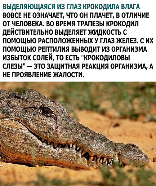 Этот фразеологизм характеризует неискреннего и лживого человека, прекрасно передавая суть его души. - 3