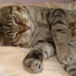 ������, ������, 59 ���