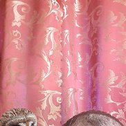 �������, 44 ����, �������