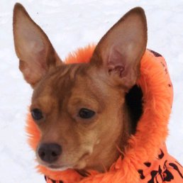 ����, ������