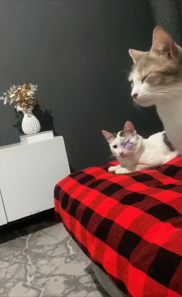 o cea oepa a aa  opo o pe eo oepa -  aa ocoo ppa co ...