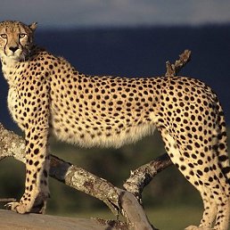  ����, �����, 69 ���