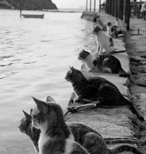 Котики ждут рыбаков чтобы получить рыбов. Греция, 1972