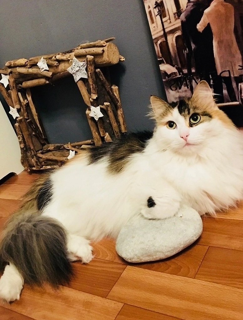 У меня на днях потерялся кот... Точнее, кошка. Ей 13 лет, уже пора бы угомониться, - анн нет, она ...