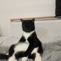 M�����, ������, 38 ���