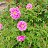 ���� Zainap, ������ - ��������� 12 ���� 2026