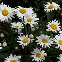 ���� ���������, ������, 54 ���� - ��������� 19 �������� 2025 � ������ ���� ����������