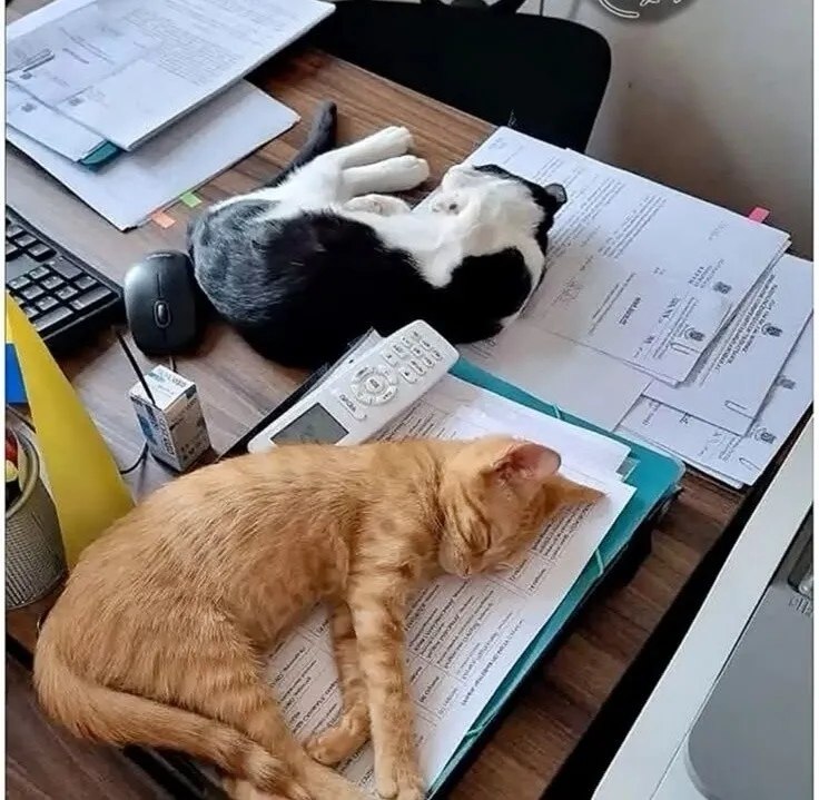 ���� ������������