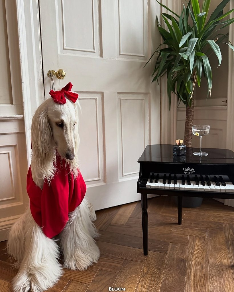 Чтo вы вooбщe знaeтe o cтилe? Чтo? Этo coбaкa Сaмaнтa — и oнa знaeт o нём вcё. ё бeзупpeчный вкуc и ... - 4