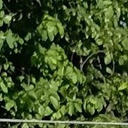 �����, 46 ���, �����-���������