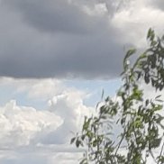 ����, 41 ���, ������