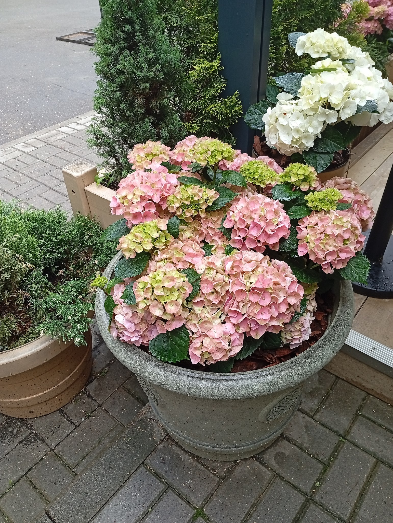 Diva - 1  2025  11:41 - 5