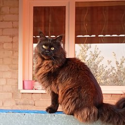 �������� ��������, �������, 50 ���