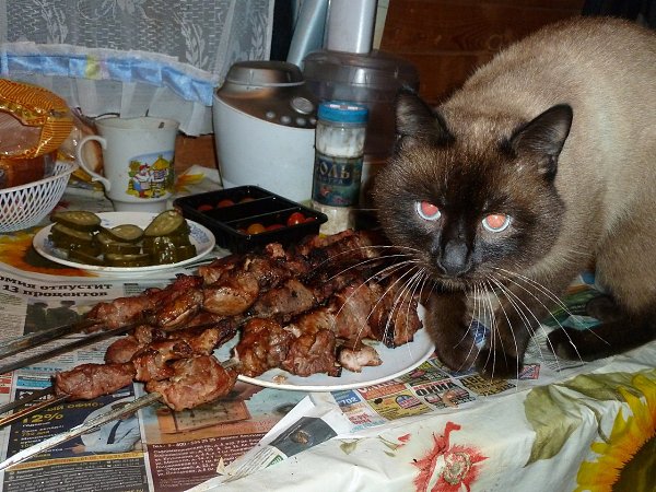 В мире кошек, котов и котят - 3 августа 2024 в 00:57