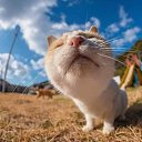  .    ., , 56  -  26  2025    