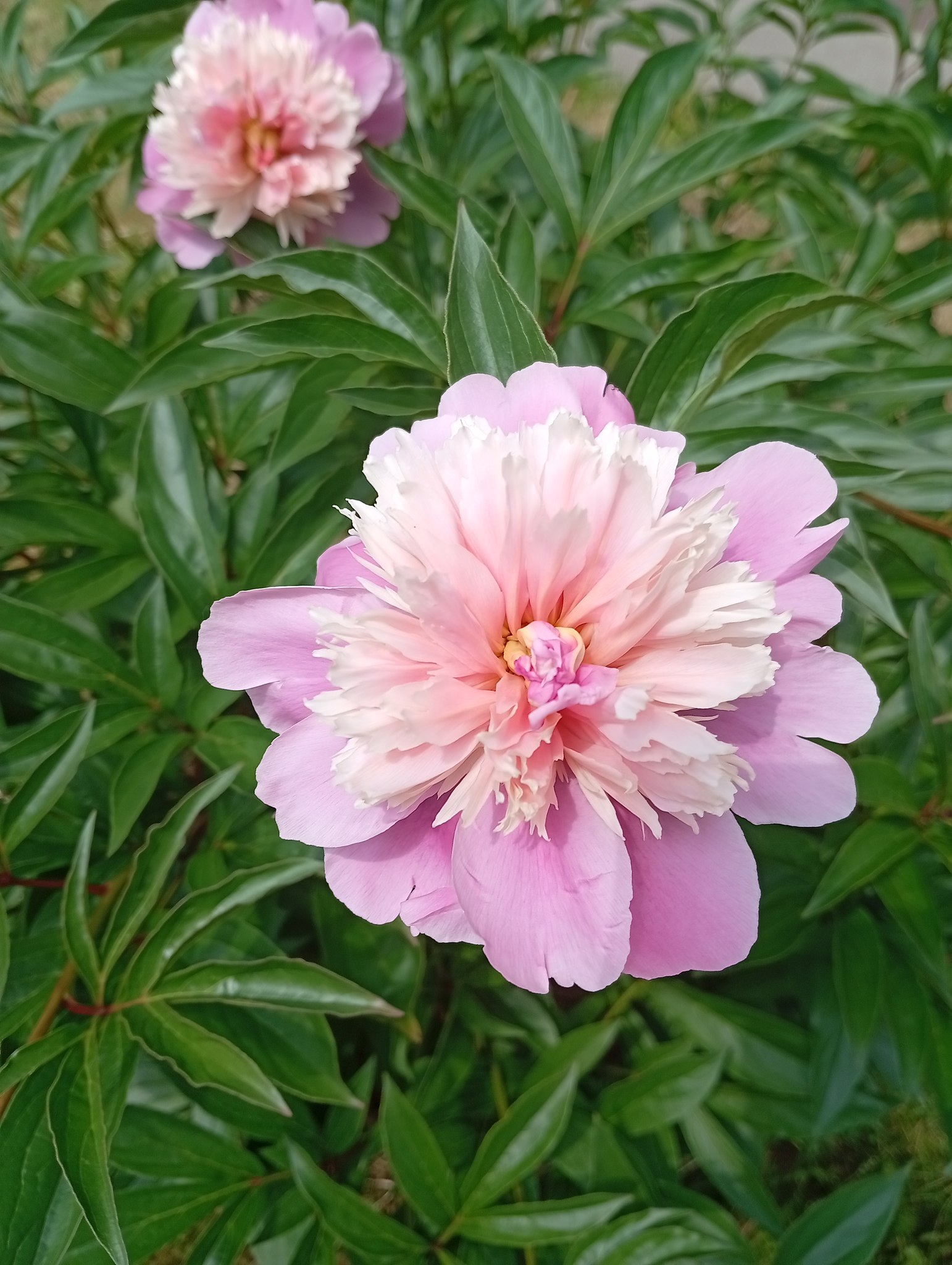 Diva - 8  2025  13:40 - 3