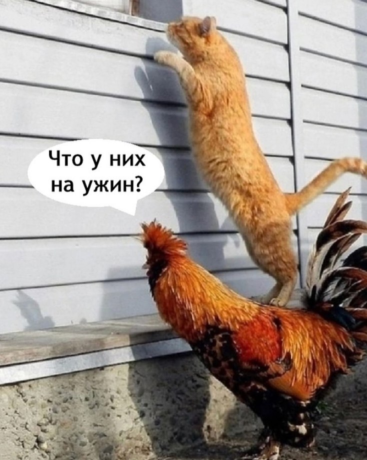 Мужик опять без жены остался