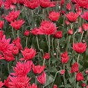  Larisa, , 71  -  9  2025