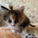 ���� Svetlana, �����������, 30 ��� - ��������� 2 ������ 2024 � ������ ���� ����������