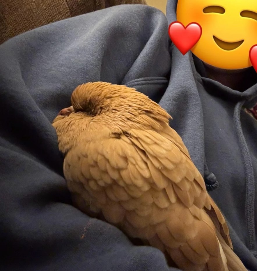        .    ,        ... - 2