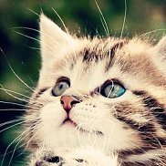 ����, 61 ���, ������