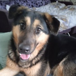 ����, ������, 52 ����