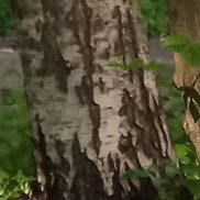 , 41 , 