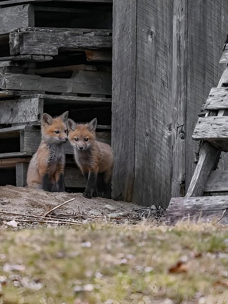 :) Фотограф Карл Рамсделл поймал в объектив такие драгоценные моменты лисьей нежности. - 7